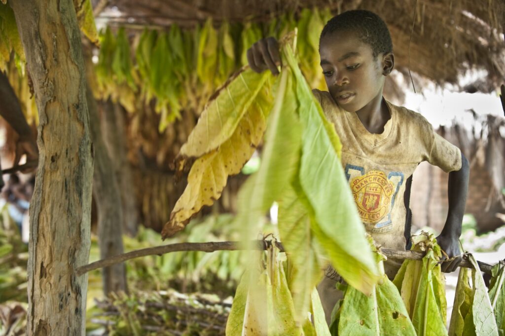 Afrique : deux cigarettiers trainés en justice pour esclavage moderne