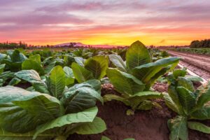 how much does tobacco raise blood pressure How Smoking Leads to High Blood Pressure