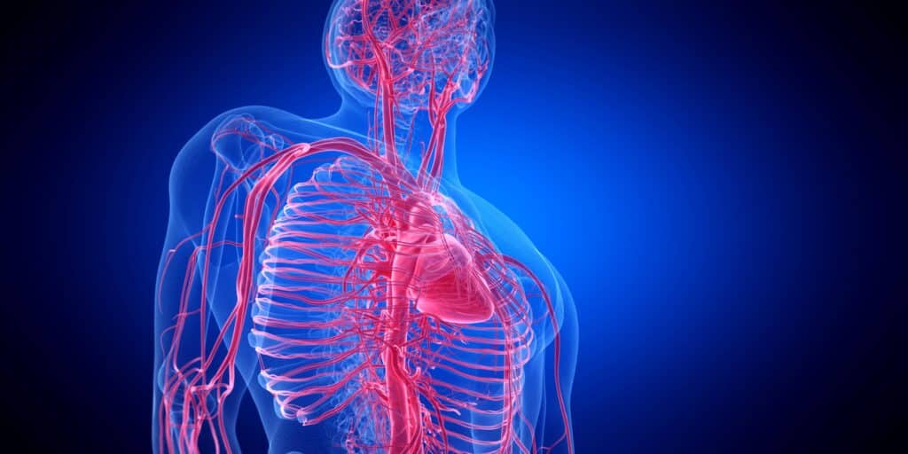 Le tabagisme, facteur de risque majeur pour les maladies cardiovasculaires