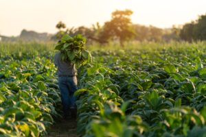 green tobacco sickness long-term effects The Short and Long Term of Smoking on Your Body Nicotine poisoning: green tobacco disease