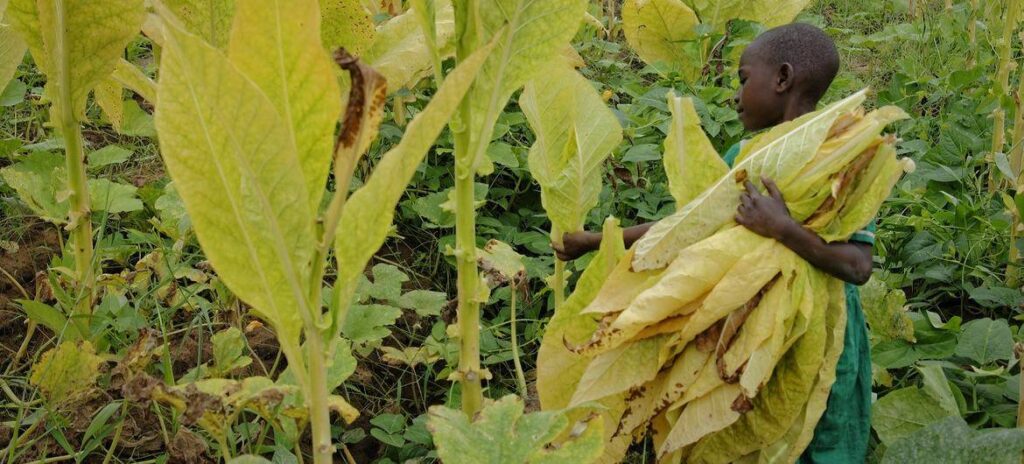 Des enfants non-scolarisés exploités dans les champs de tabac au Malawi