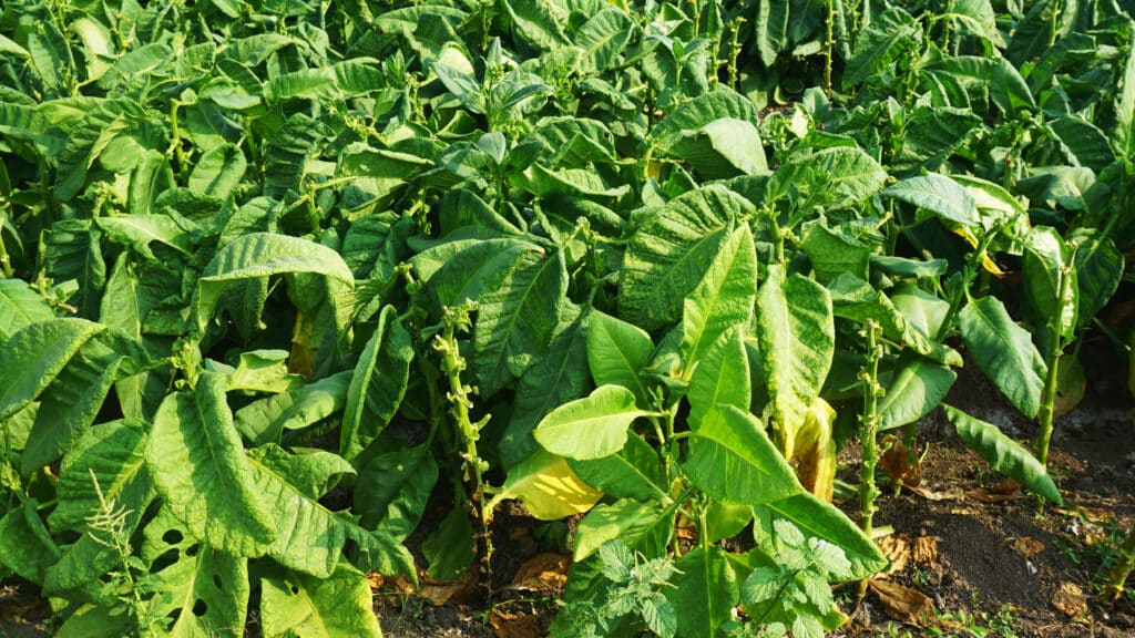 L&rsquo;OMS alerte sur la progression de la culture du tabac en Afrique
